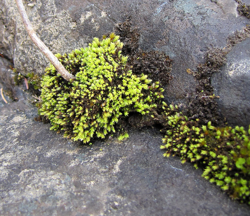Pohlia drummondii